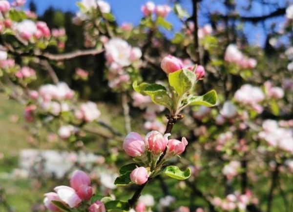 Image showing apple trees in blossom in spring.