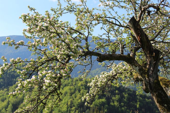 Image showing pear trees in blossom in spring.