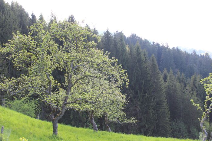Image showing apple trees in blossom in spring.