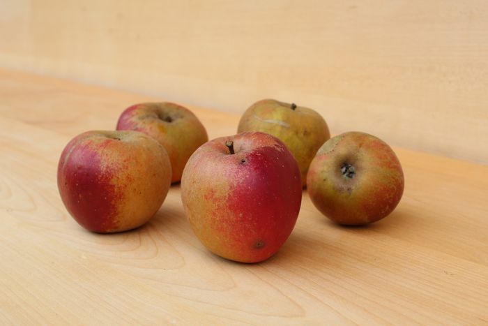 Picture of the variety "Boskopski kosmač"