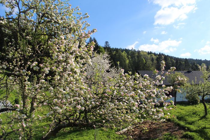 Image showing apple trees in blossom in spring.