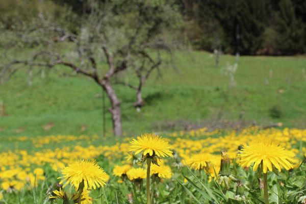 Image showing a field of dandelions in focus in the foreground with old-growth apple trees in the background.