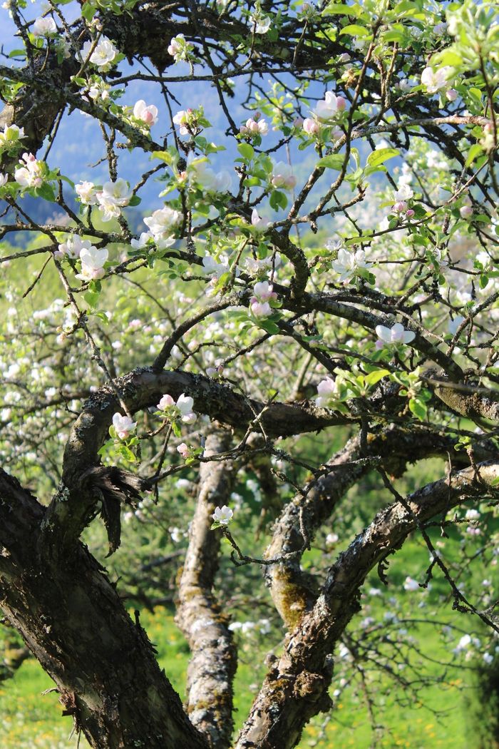 Image showing apple trees in blossom in spring.