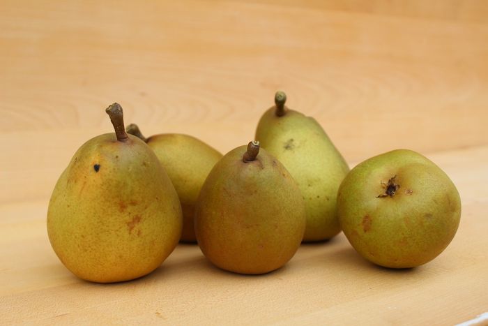 Picture of the variety "Beurre Hardy"