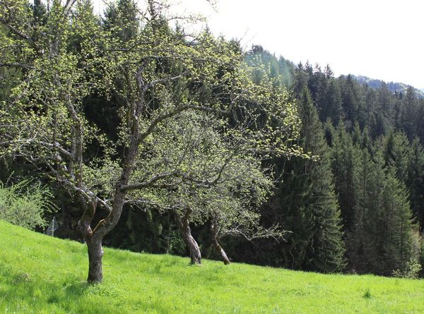 Image showing old-growth apple trees on a sloping hill, with forest in the background.