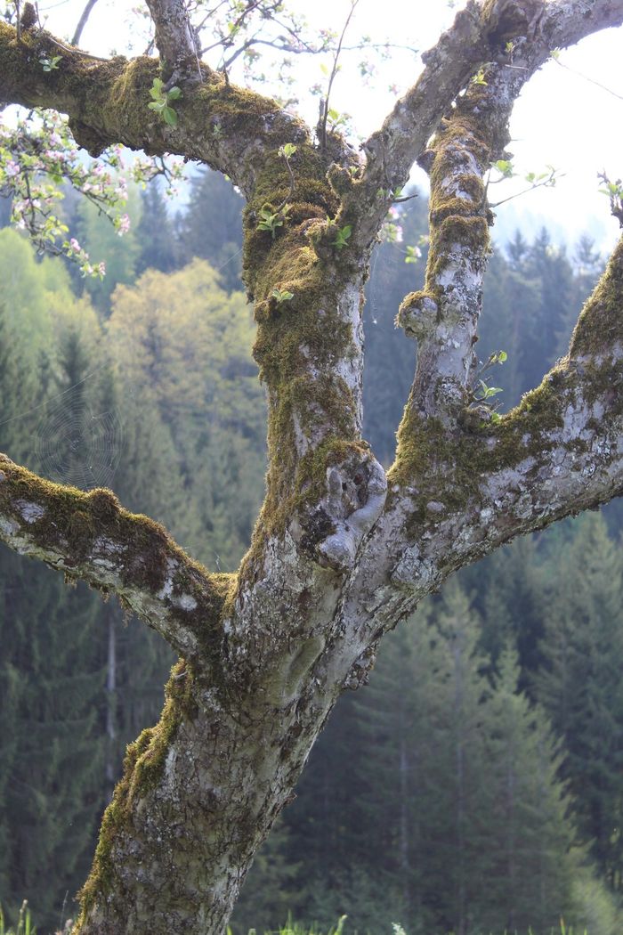 Image showing apple trees in blossom in spring.