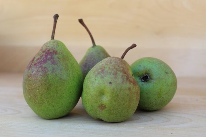 Clapp’s Favourite (Klapova)