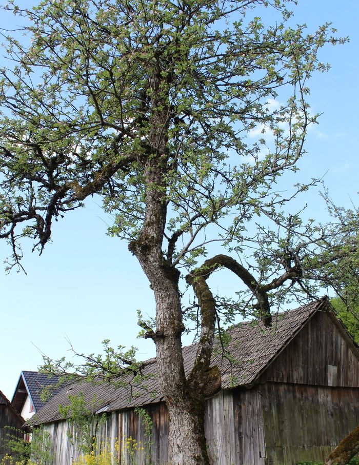 Image showing apple trees in blossom in spring.