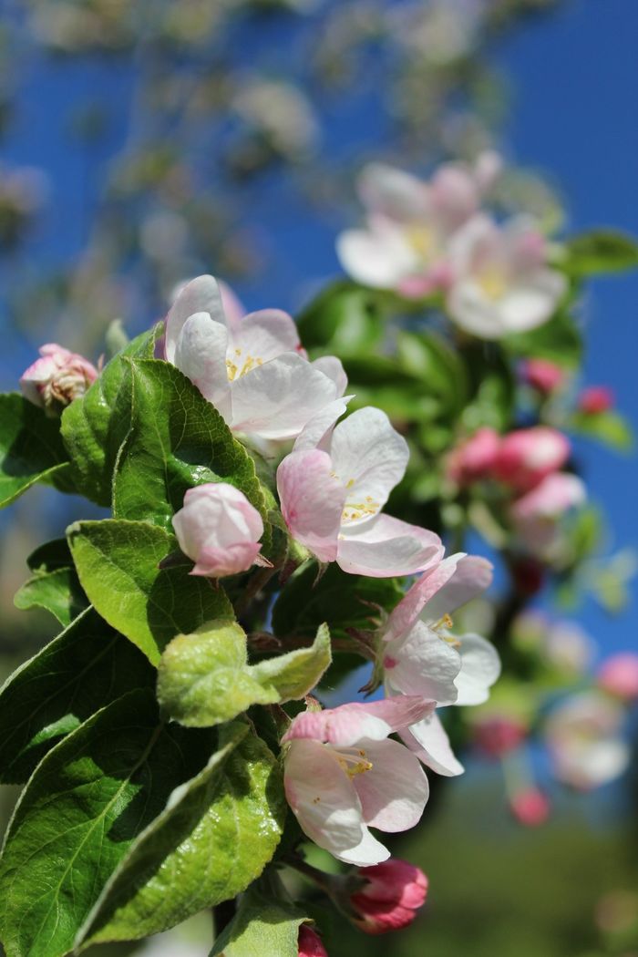 Image showing apple trees in blossom in spring.