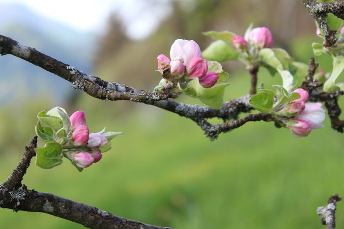 Image showing apple trees in blossom in spring.