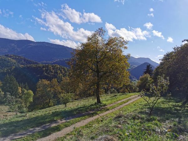 Image showing a large walnut tree standing in our meadows, with a blue sky and white clouds in the background.
