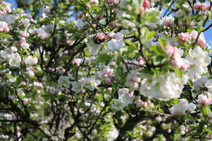 Image showing apple trees in blossom in spring.