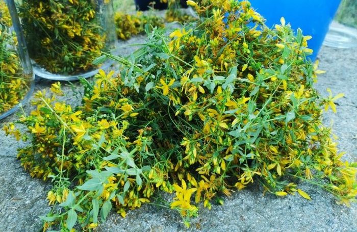 Image showing freshly picked flowers of the St. John's Wort plant.