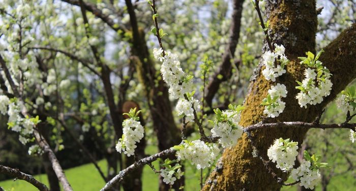 Image showing plum trees in bloom in early spring.