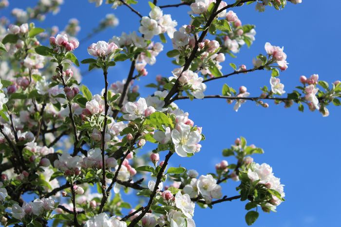 Image showing apple trees in blossom in spring.
